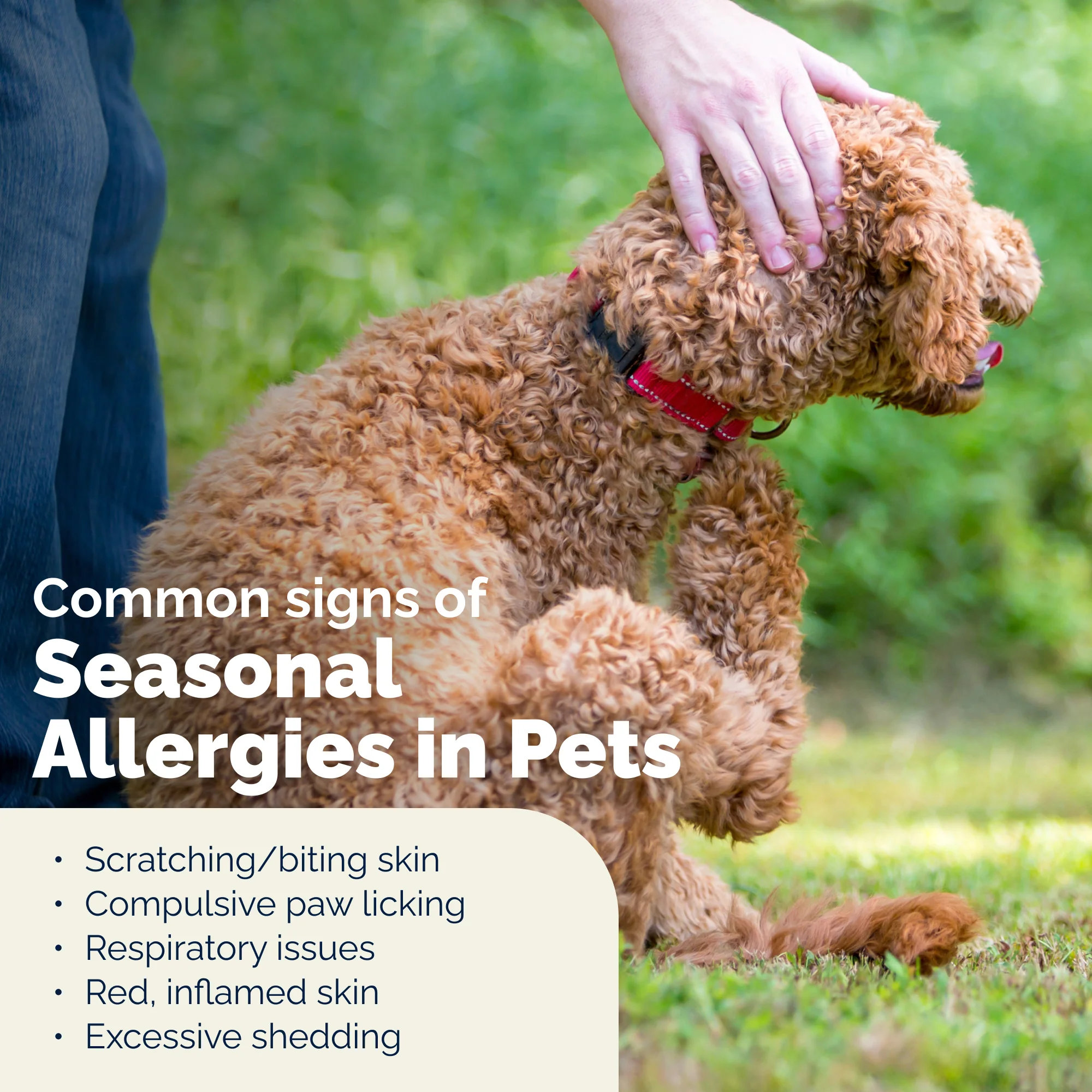 DermaBliss™ Advanced Vet Strength Anti-Itch & Allergy Relief Wipes - Image 6