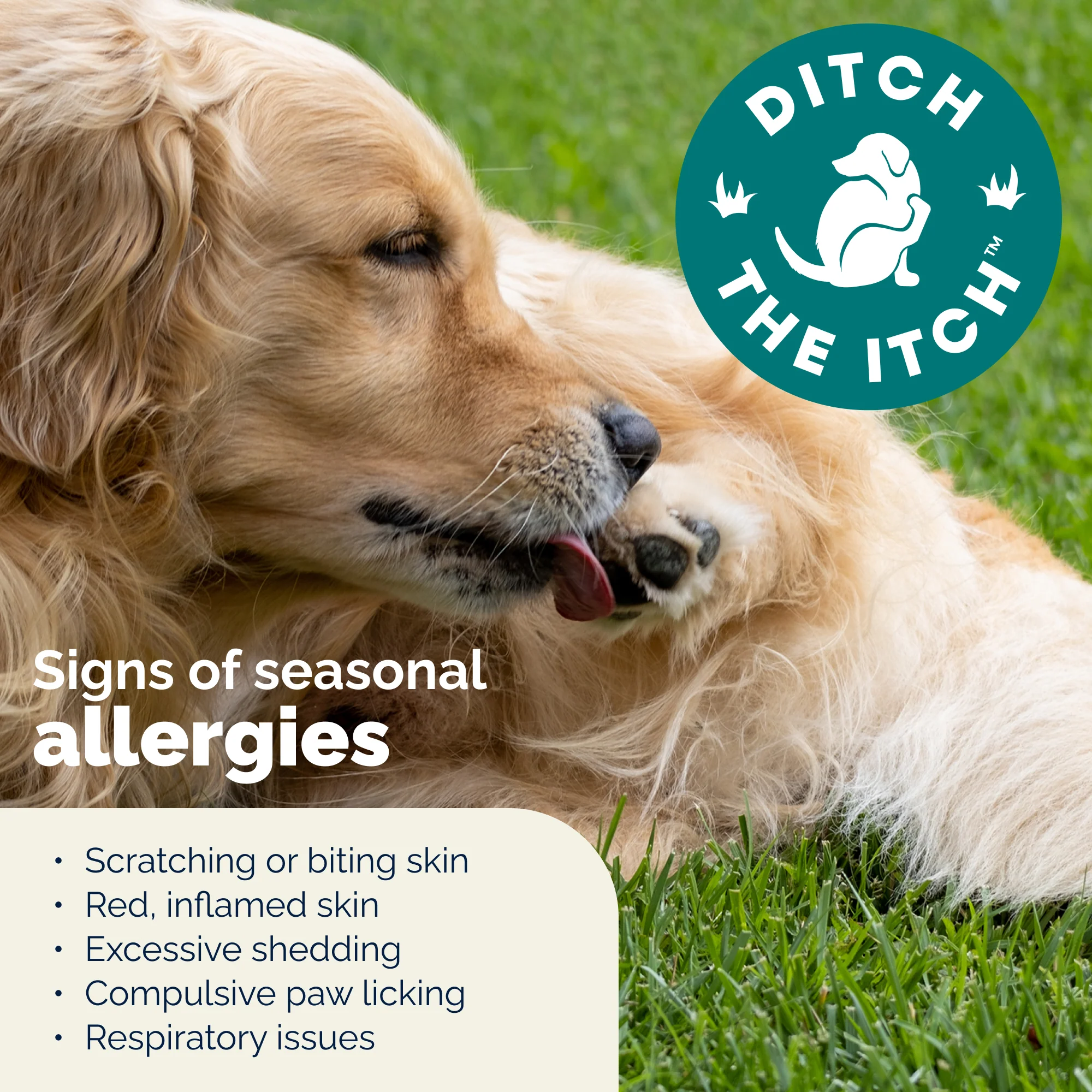 DermaBliss® Seasonal Allergy Health & Immune Soft Chews for Dogs - Image 9