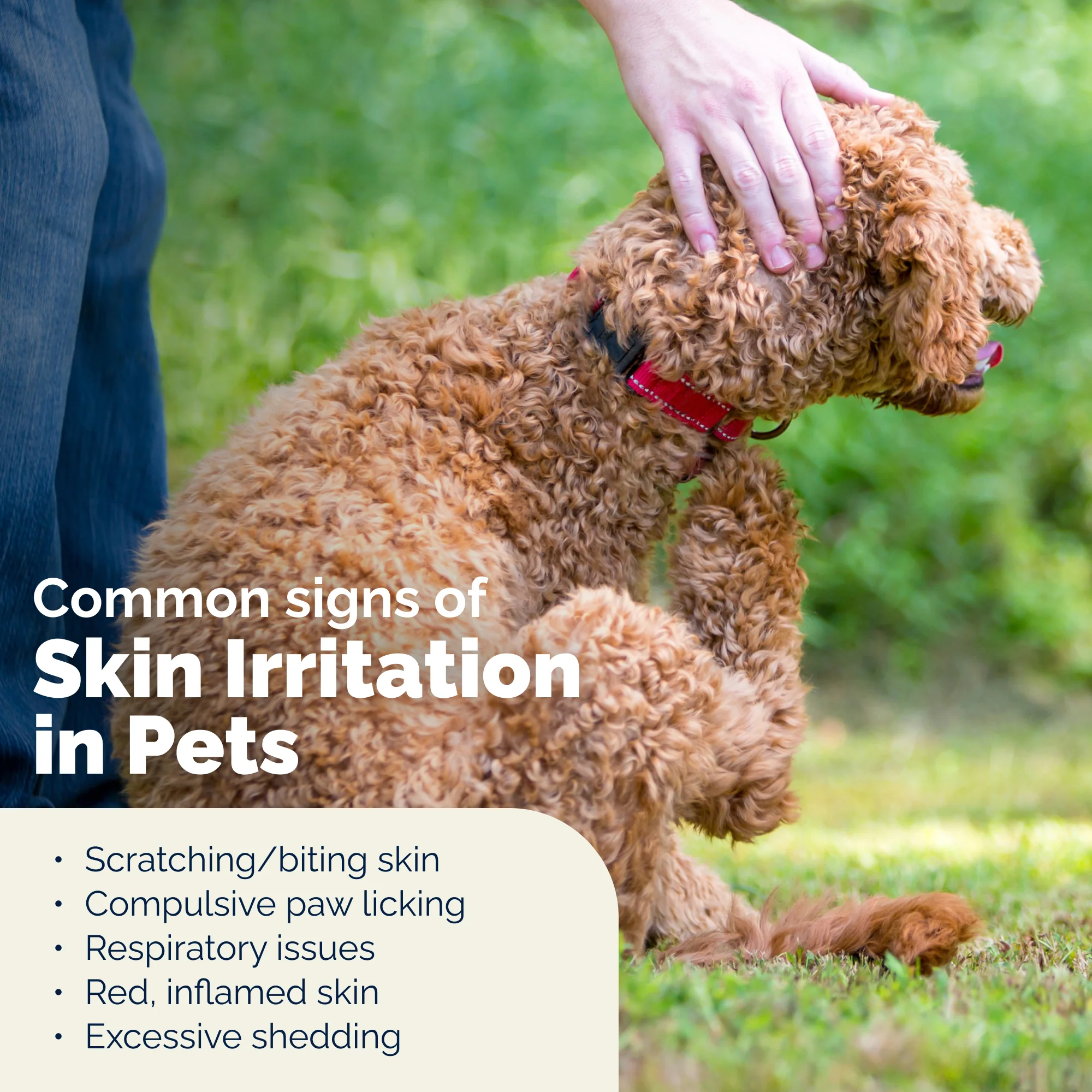 Dermabliss™ Advanced Vet Strength Medicated Shampoo - Image 7