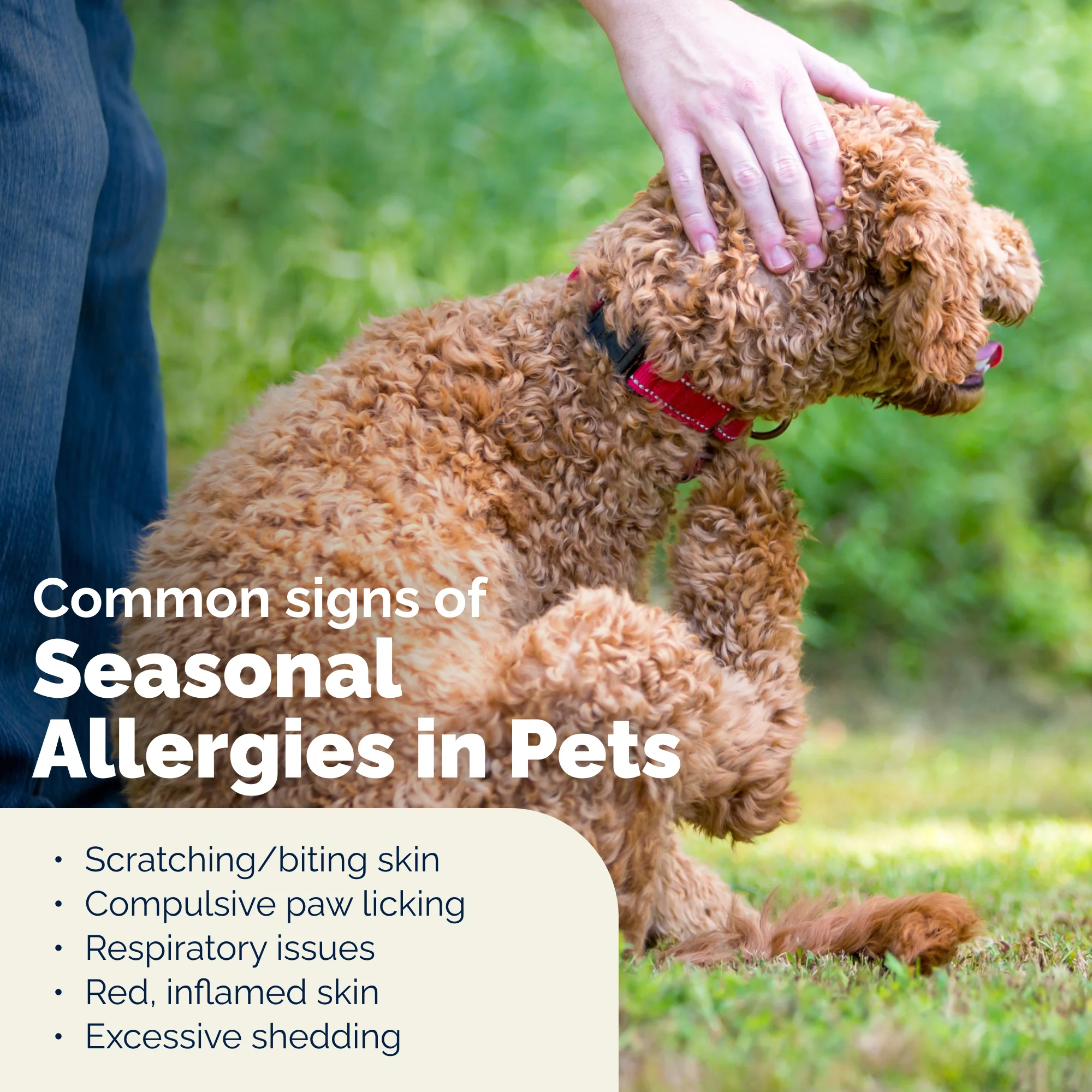 DermaBliss™ Advanced Vet Strength Anti-Itch & Allergy Relief Spray - Image 4