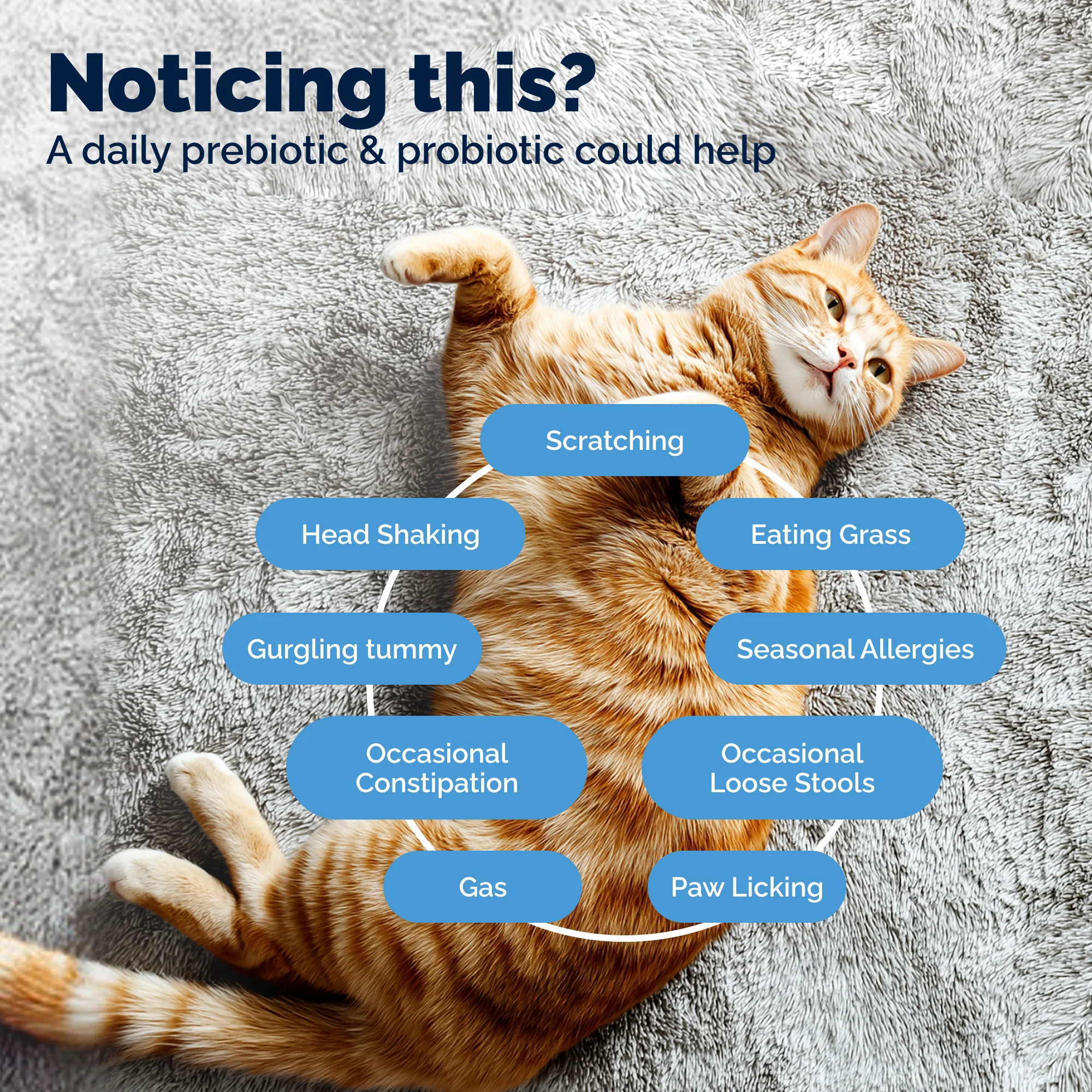 Glandex Daily Prebiotic & Probiotic Powder for Cats - Image 4