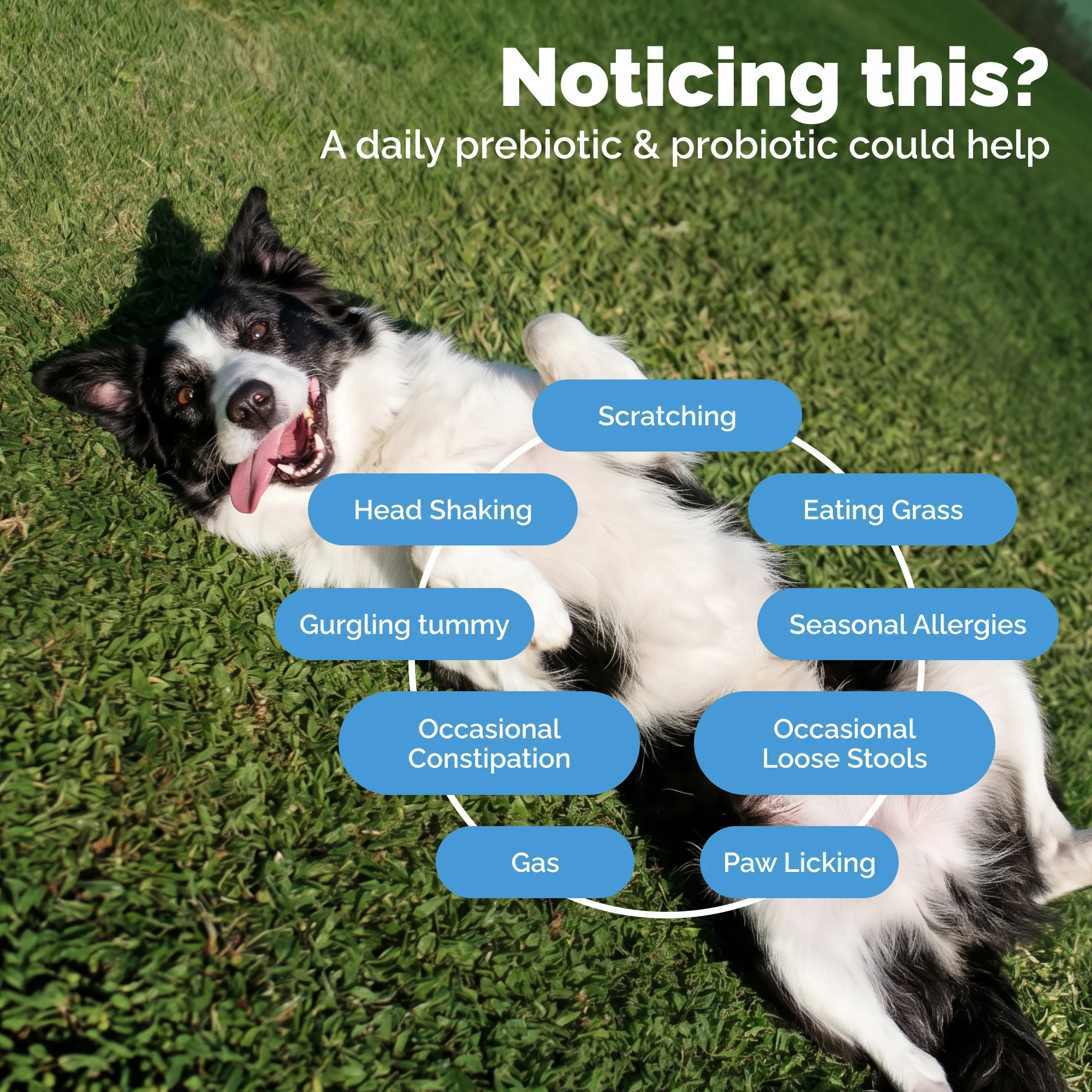 Glandex® Daily Prebiotic & Probiotic Powder for Dogs - Image 4
