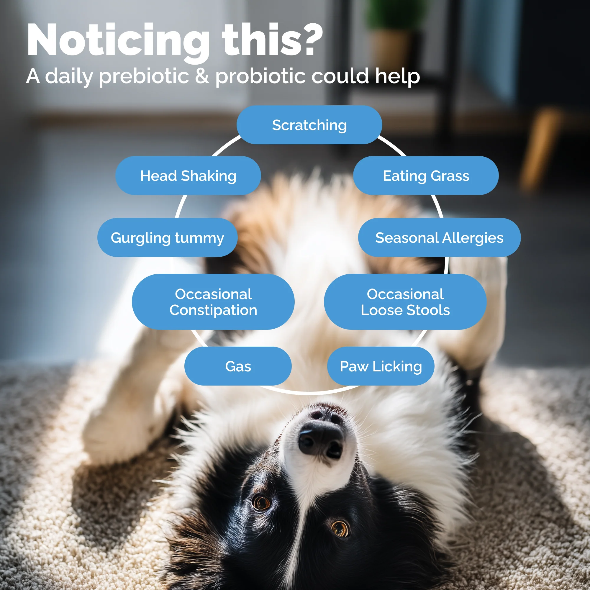Glandex® Daily Prebiotic & Probiotic Soft Chews - Image 4