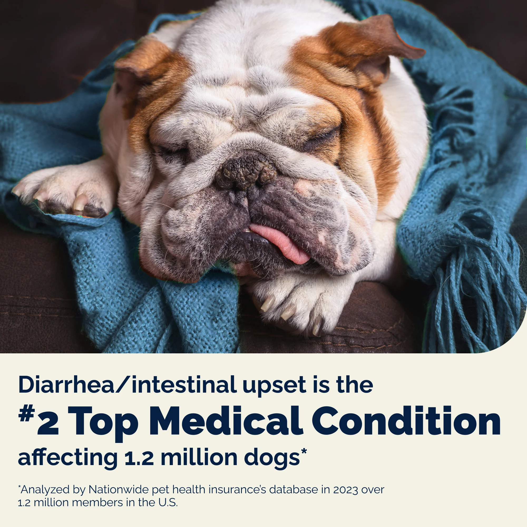 Glandex® Rapid Digestive Support Chews for Dogs - Image 3