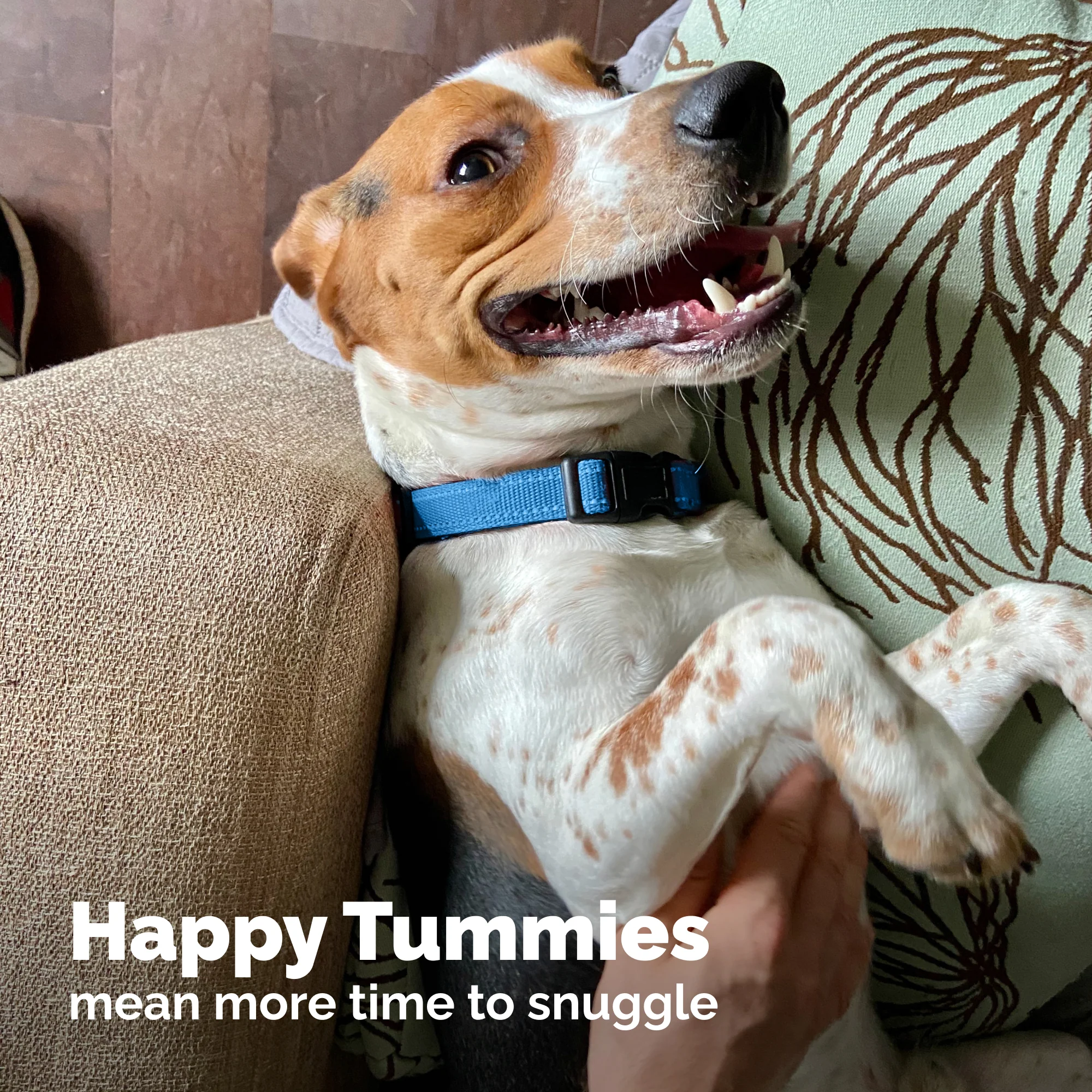 Glandex® Rapid Digestive Support Chews for Dogs - Image 7
